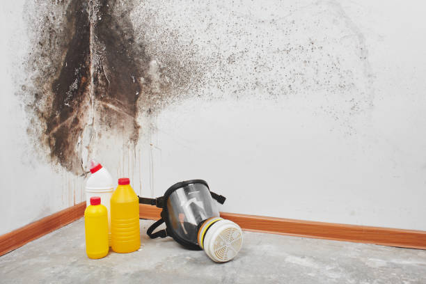 Best Certified Mold Removal  in Long Branch, VA