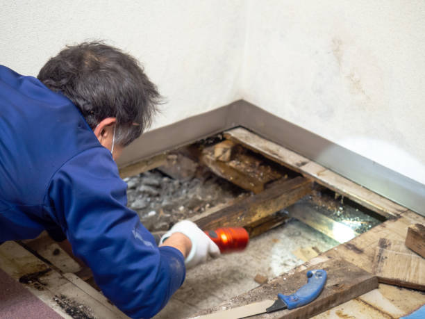 Best Office Mold Removal Services  in Long Branch, VA