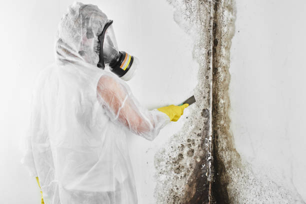 Mold Testing and Removal in Long Branch, VA