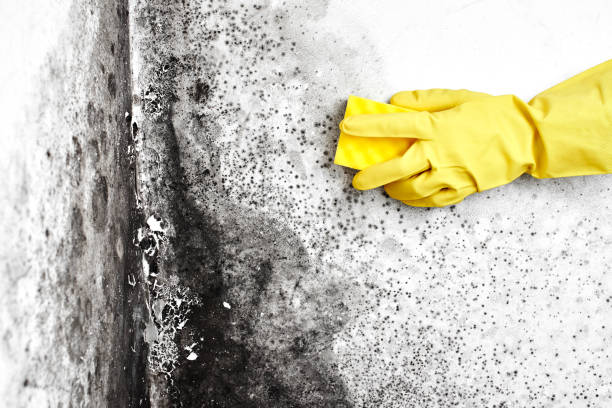 Best Fast Mold Removal  in Long Branch, VA