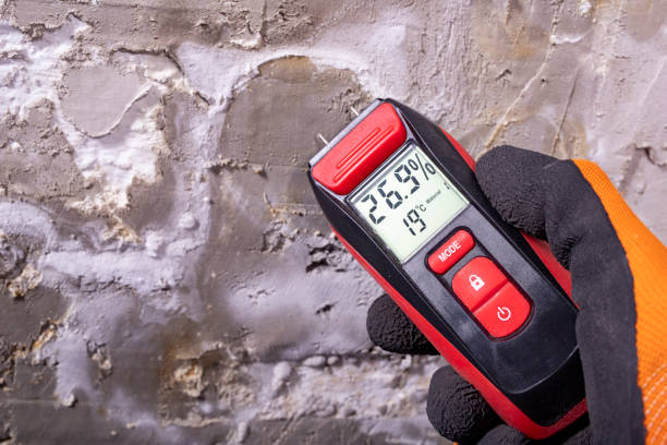 Best Best Mold Removal Companies  in Long Branch, VA