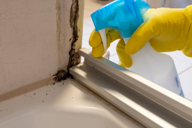 Best Home Mold Removal  in Long Branch, VA