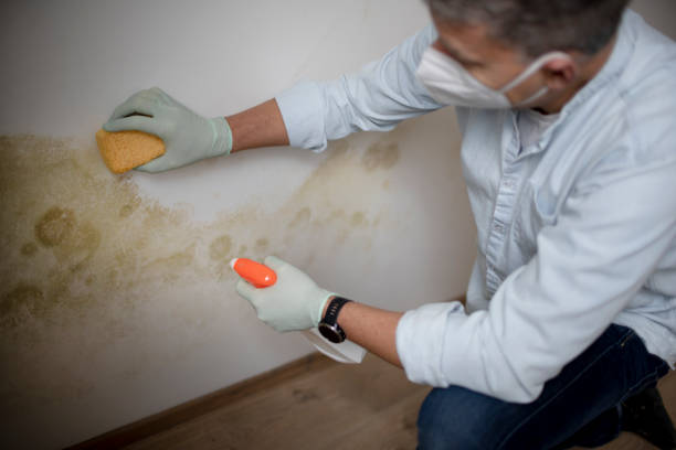 Best Residential Mold Removal  in Long Branch, VA