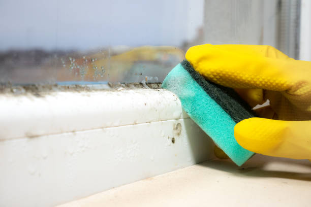 Best Certified Mold Removal  in Long Branch, VA