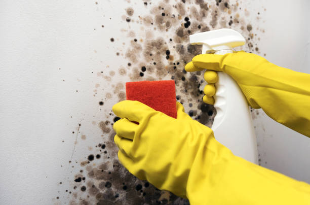 Mold Removal Process in Long Branch, VA