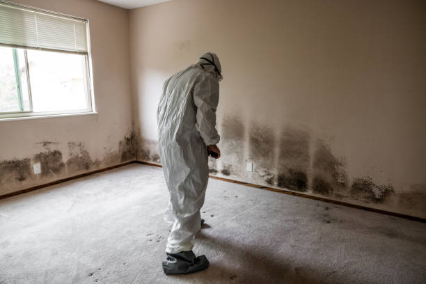 Best Same-Day Mold Removal  in Long Branch, VA