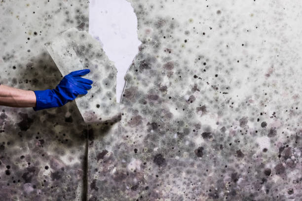 Best Mold Removal Process  in Long Branch, VA